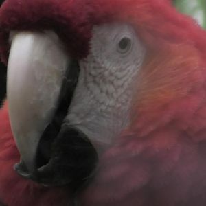 Scarlet macaw