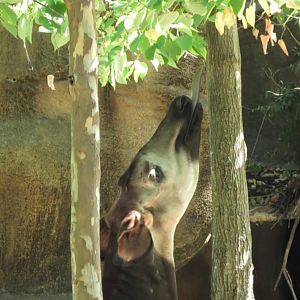 Okpai looking for leaves to eat