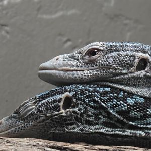 Blue tree monitors