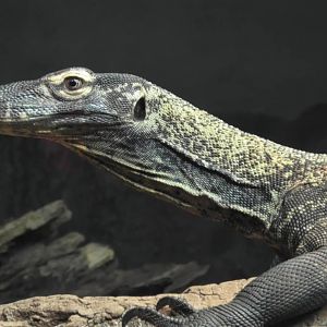 Komodo dragon