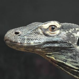 Komodo dragon upclose shot