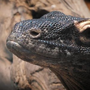 Komodo dragon