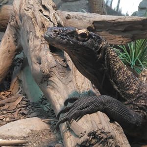 Komodo dragon