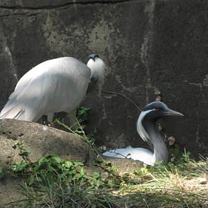 Demoiselle cranes
