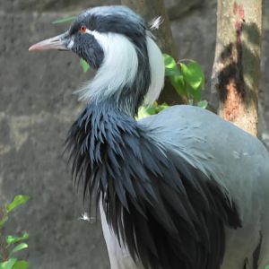 Demoiselle crane
