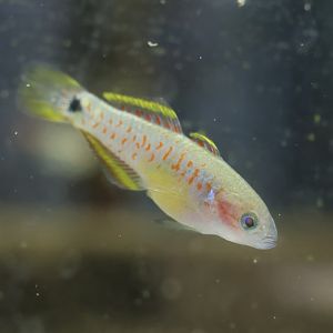 The Aqua Zoo—Peacock Gudgeon