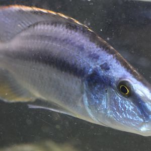 The Aqua Zoo—Malawi Eyebiter