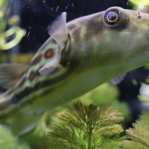 The Aqua Zoo—Redline Puffer