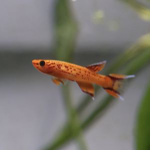 The Aqua Zoo—Lyretail Panchax