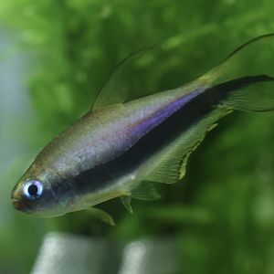The Aqua Zoo—Emperor Tetra
