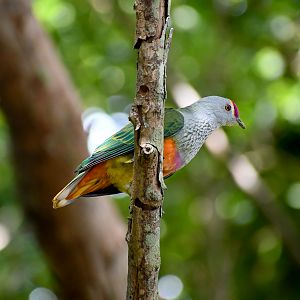 Rose-crowned Fruit-Dove