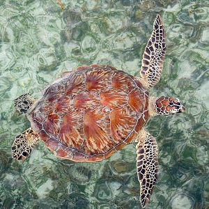 Green Sea Turtle