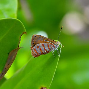 Copper Jewel, Hypochrysops apelles