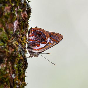 Narcissus Jewel, Hypochrysops narcissus