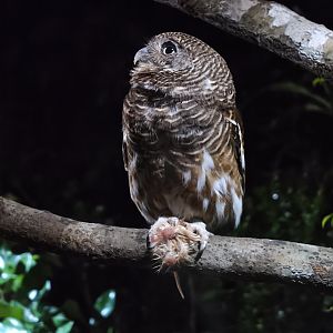 Collared Owlet (Taenioptynx brodiei)
