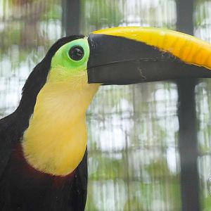 Toucan ID? Ramphastos sp.