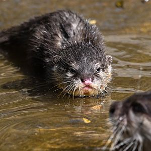 Asian small-clawed otter