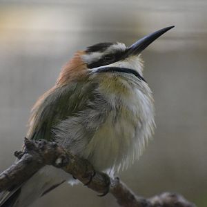 White-throated bee-eater