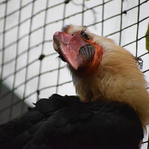 Writhed hornbill