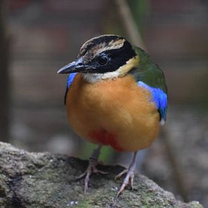 Blue-winged pitta