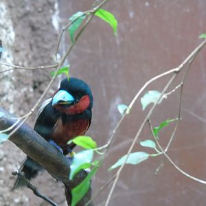 Black-and-red broadbill