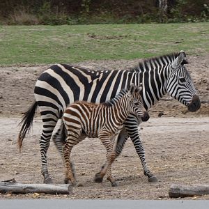 2025 09 - Grant Zebra mother & newborn foal