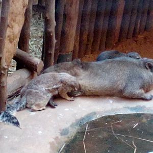 Cape ground squirrel sucking milk from female rock hyrax-9/24