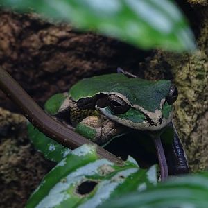 Masked tree frog (Smilisca phaeota)