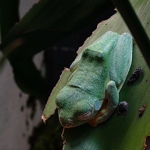 BtS: Wallace's flying frog (Rhacophorus nigropalmatus)