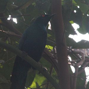 Black-bellied starling (Notopholia corusca corusca) - Animalium BRIN