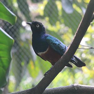 Superb starling (Lamprotornis superbus) - Animalium BRIN