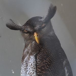 Malayan eagle-owl (Ketupa sumatrana sumatrana) - Animalium BRIN