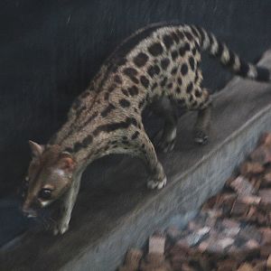 Cape genet (Genetta tigrina) - Animalium BRIN
