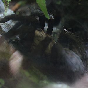 Sulawesi black tarantula (Selenocosminae sp. 'therindo') - Animalium BRIN
