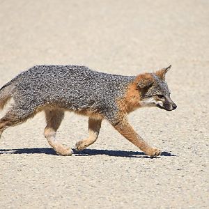 Santa Catalina Island Fox (Urocyon littoralis catalinae)