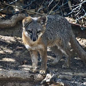 Santa Catalina Island Fox (Urocyon littoralis catalinae)
