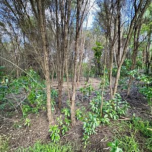 Natural Heritage Park - Forest Glade