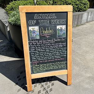 Animal of the Week (Andalas)