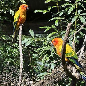 Sun conure (Aratinga solstitialis)