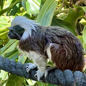 Cotton-top tamarin (Saguinus oedipus)
