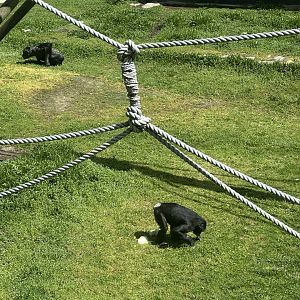 Common Chimpanzee (Foraging)