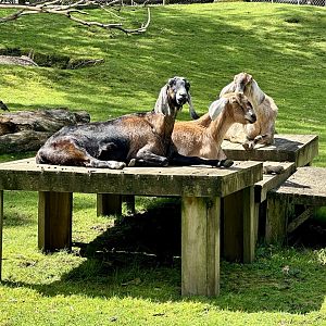 Anglo-Nubian goat (Capra aegagrus hircus)