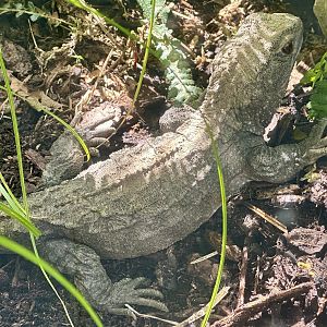 Tuatara (Sphenodon punctatus)