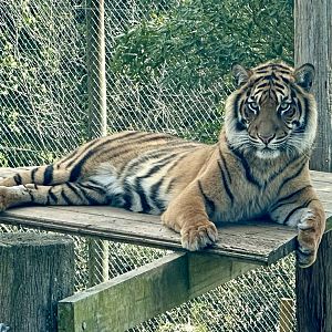 Mayang (20 Months Old)