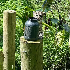 Fishing Cat (Scent Enrichment)