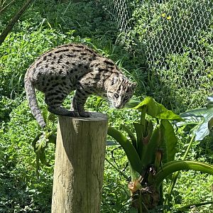 Fishing Cat (Climbing)