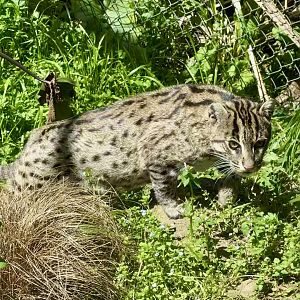 Sahaja (Fishing Cat)