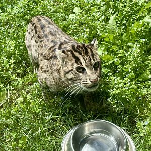 Sahaja (Fishing Cat)