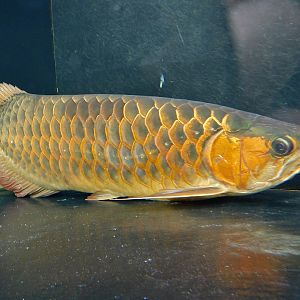 Asian Arowana (Scleropages formosus) February 23, 2025