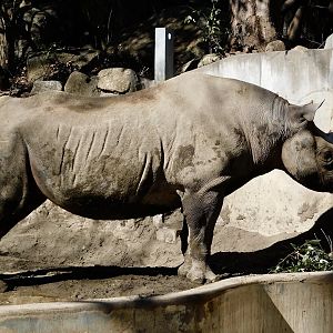 Eastern Black Rhinoceros (Diceros bicornis michaeli) February 23, 2025